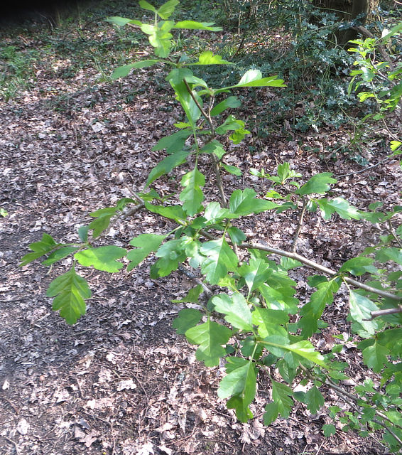 Woodland Hawthorn